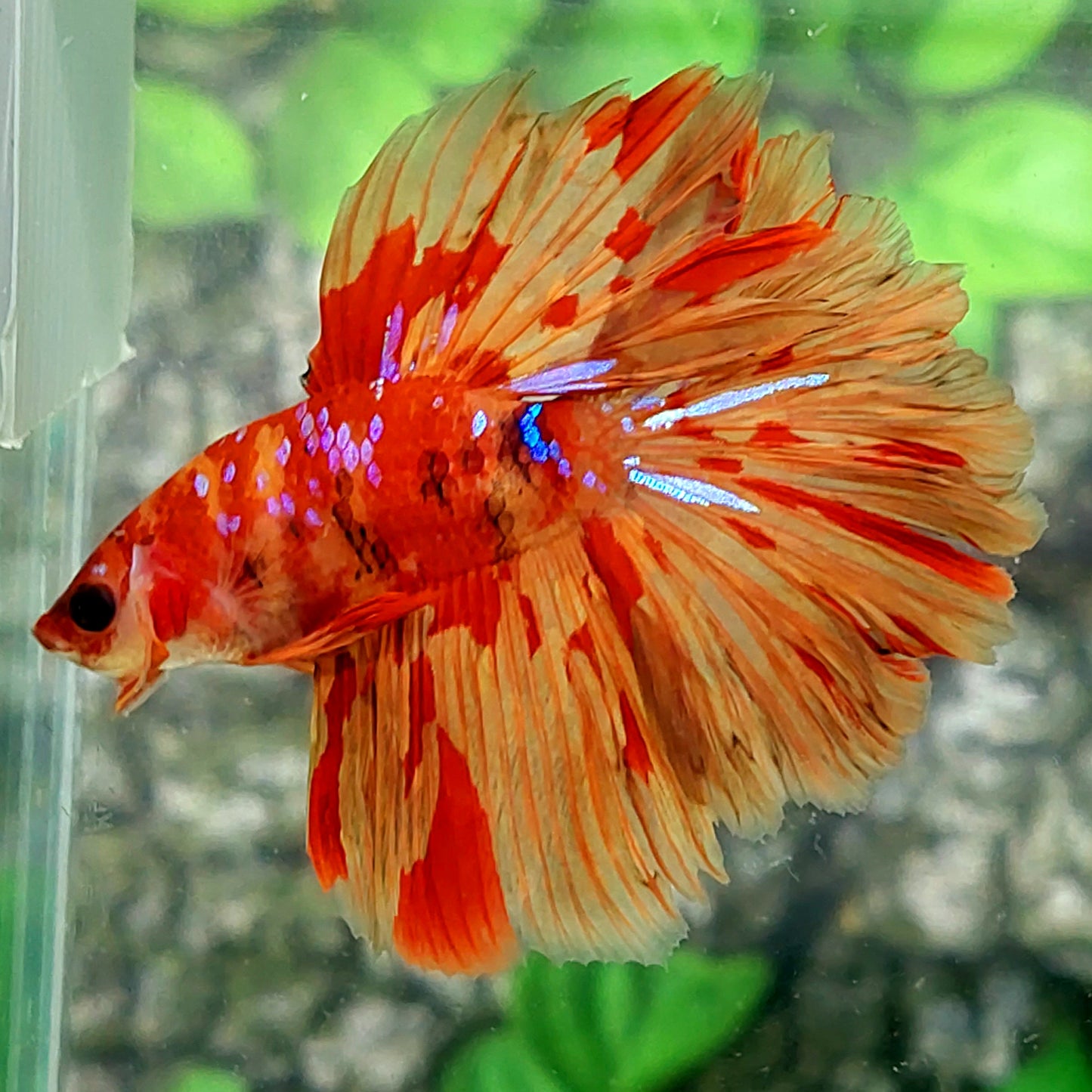 Rosetail Leopard Nemo Galaxy Halfmoon Male