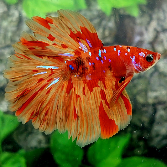 Rosetail Leopard Nemo Galaxy Halfmoon Male