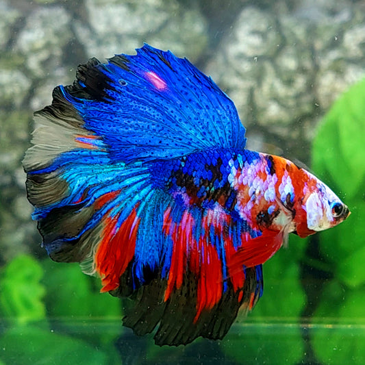 Multicolor Galaxy Halfmoon Male