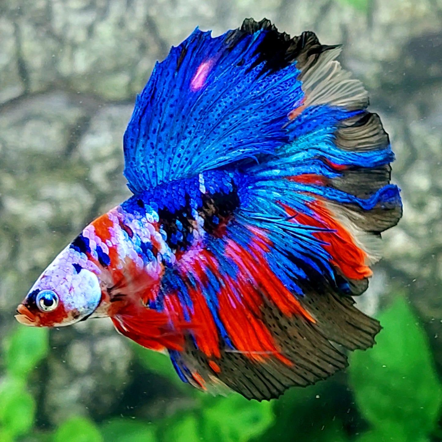 Multicolor Galaxy Halfmoon Male