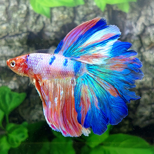 Rosetail Multicolor Candy Halfmoon Male