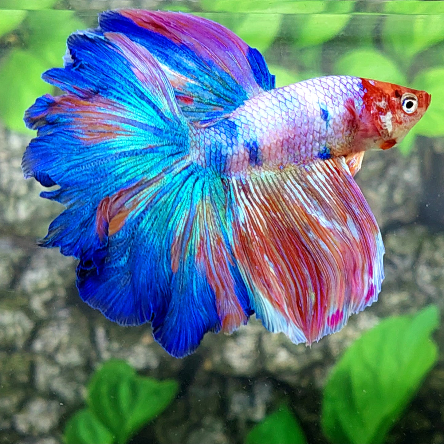 Rosetail Multicolor Candy Halfmoon Male