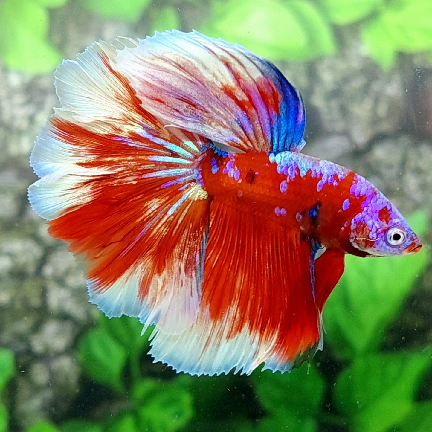 Red Multicolor Purple Galaxy Halfmoon Male