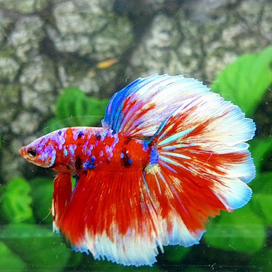 Red Multicolor Purple Galaxy Halfmoon Male