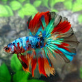 Multicolor Galaxy Halfmoon Male