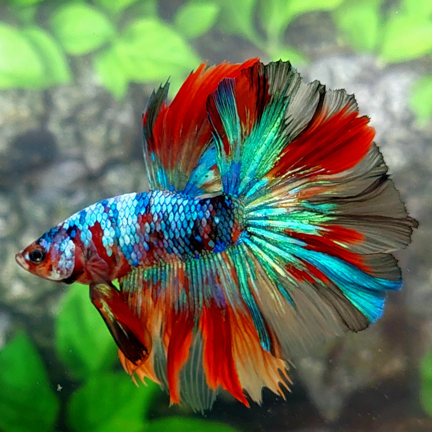 Multicolor Galaxy Halfmoon Male