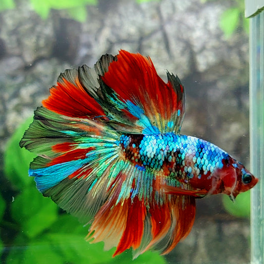 Multicolor Galaxy Halfmoon Male