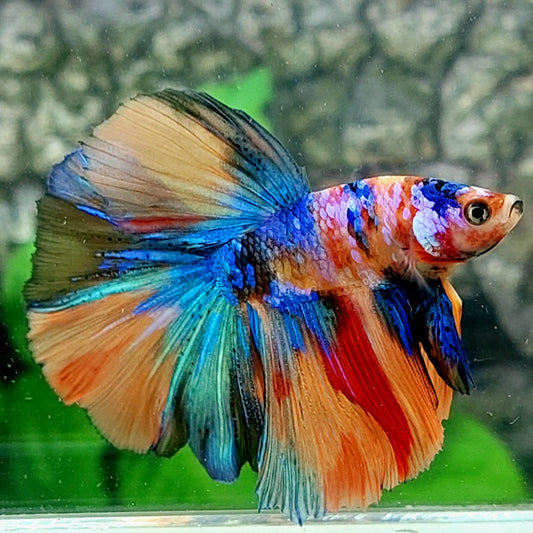 Multicolor Galaxy Halfmoon Male