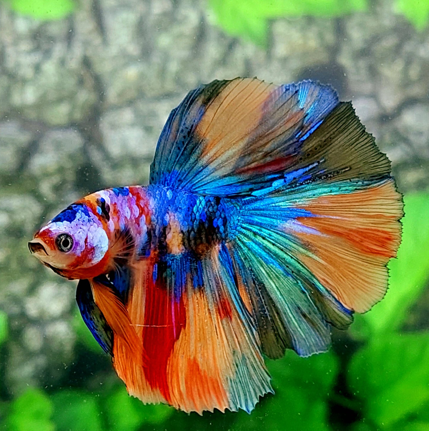 Multicolor Galaxy Halfmoon Male