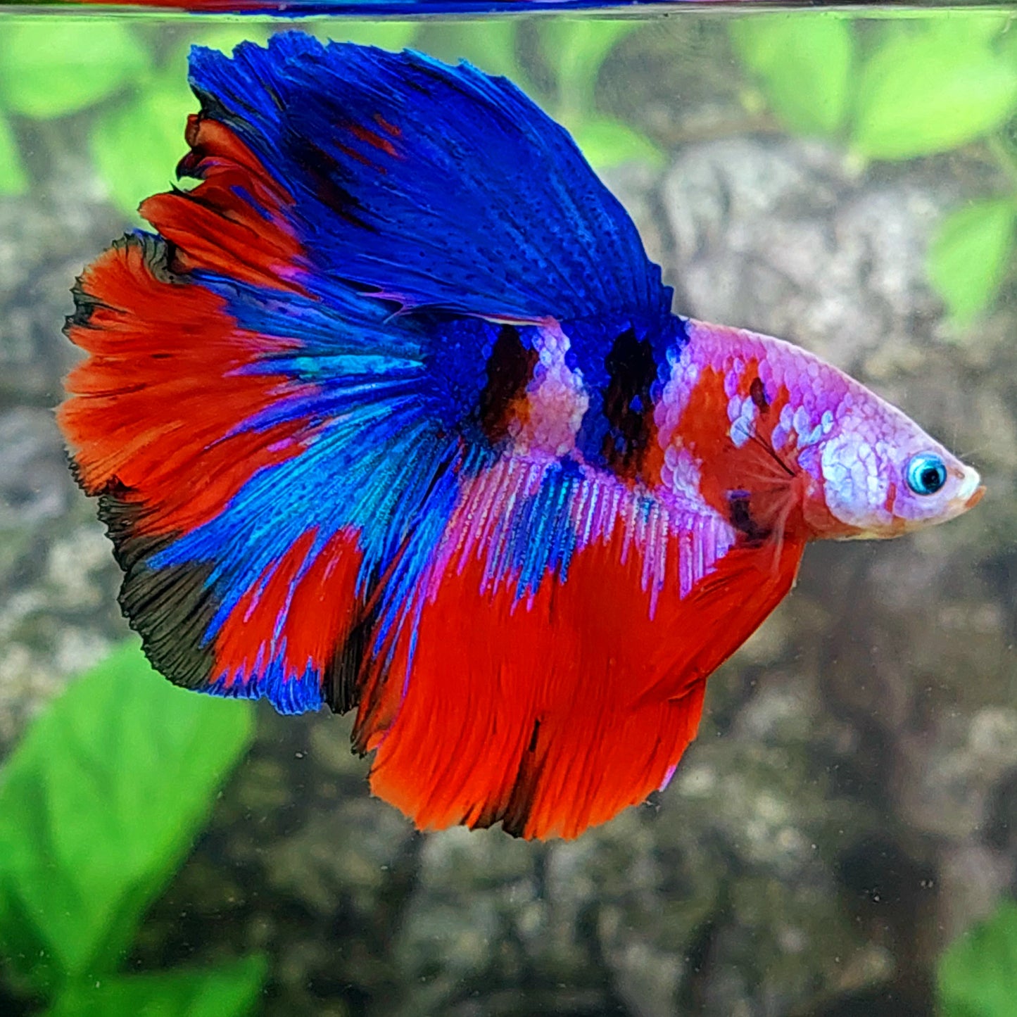 Red Pink Multicolor Galaxy Rosetail Halfmoon Male