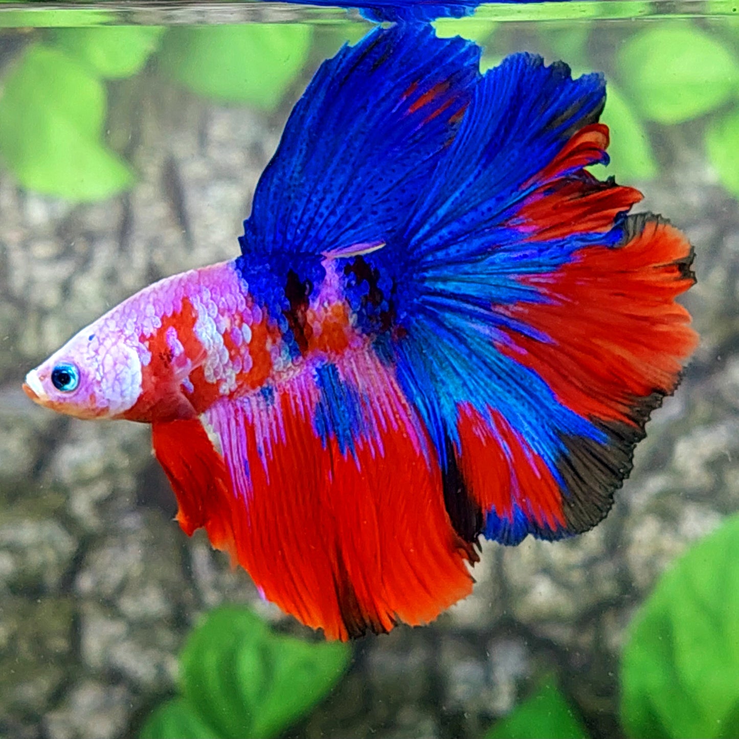 Red Pink Multicolor Galaxy Rosetail Halfmoon Male