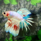 Pink Fancy Startail Halfmoon Male