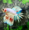 Pink Fancy Startail Halfmoon Male