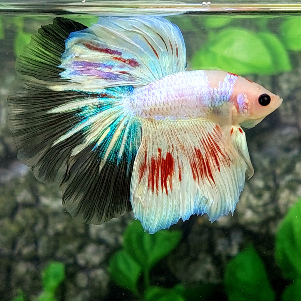 Pink Fancy Startail Halfmoon Male
