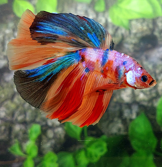 Multicolor Candy Halfmoon Male