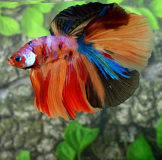 Multicolor Candy Halfmoon Male