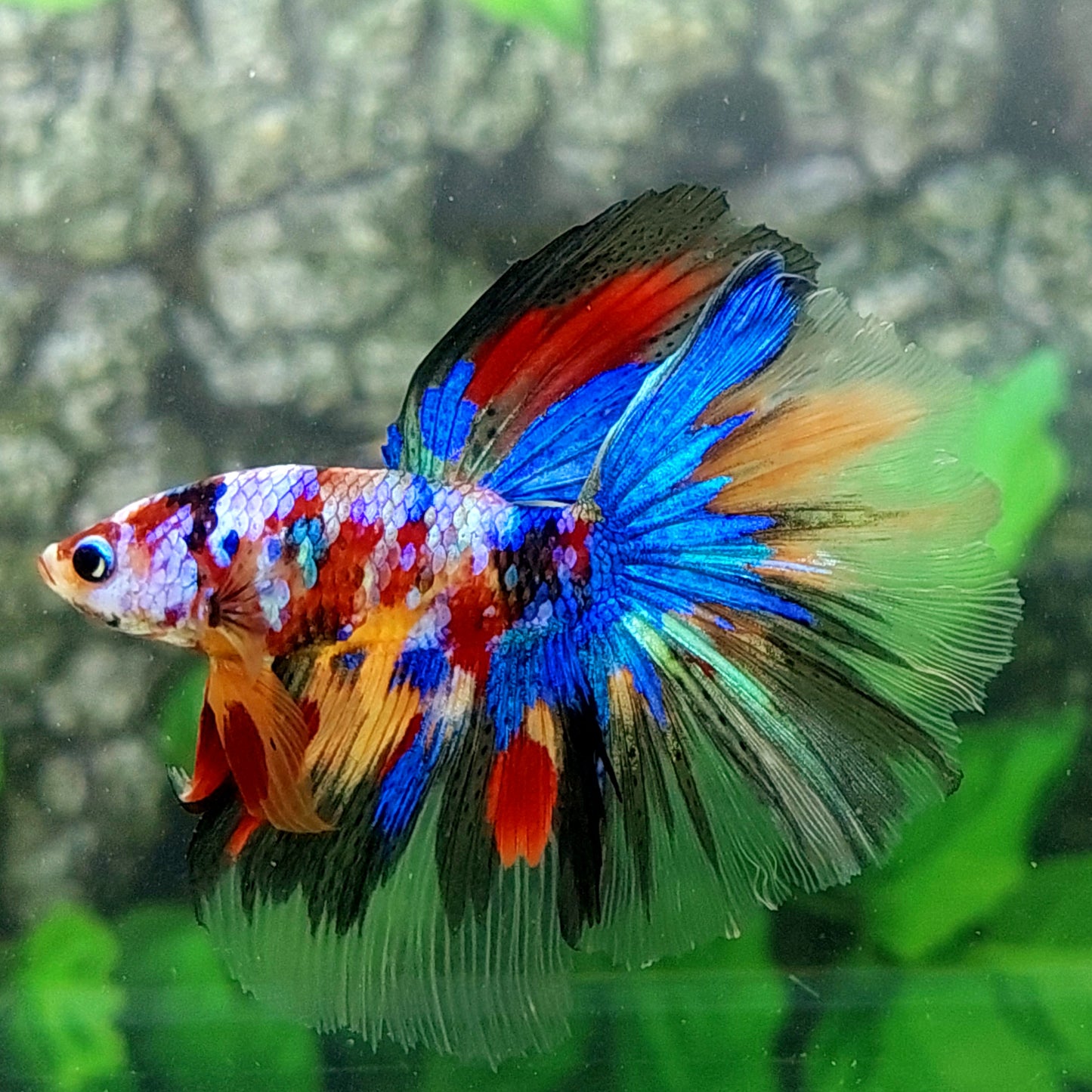 Multicolor Galaxy Halfmoon Male