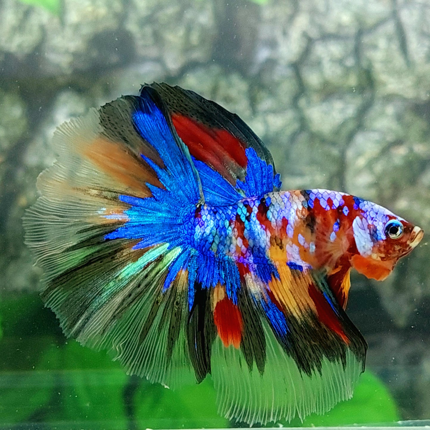 Multicolor Galaxy Halfmoon Male