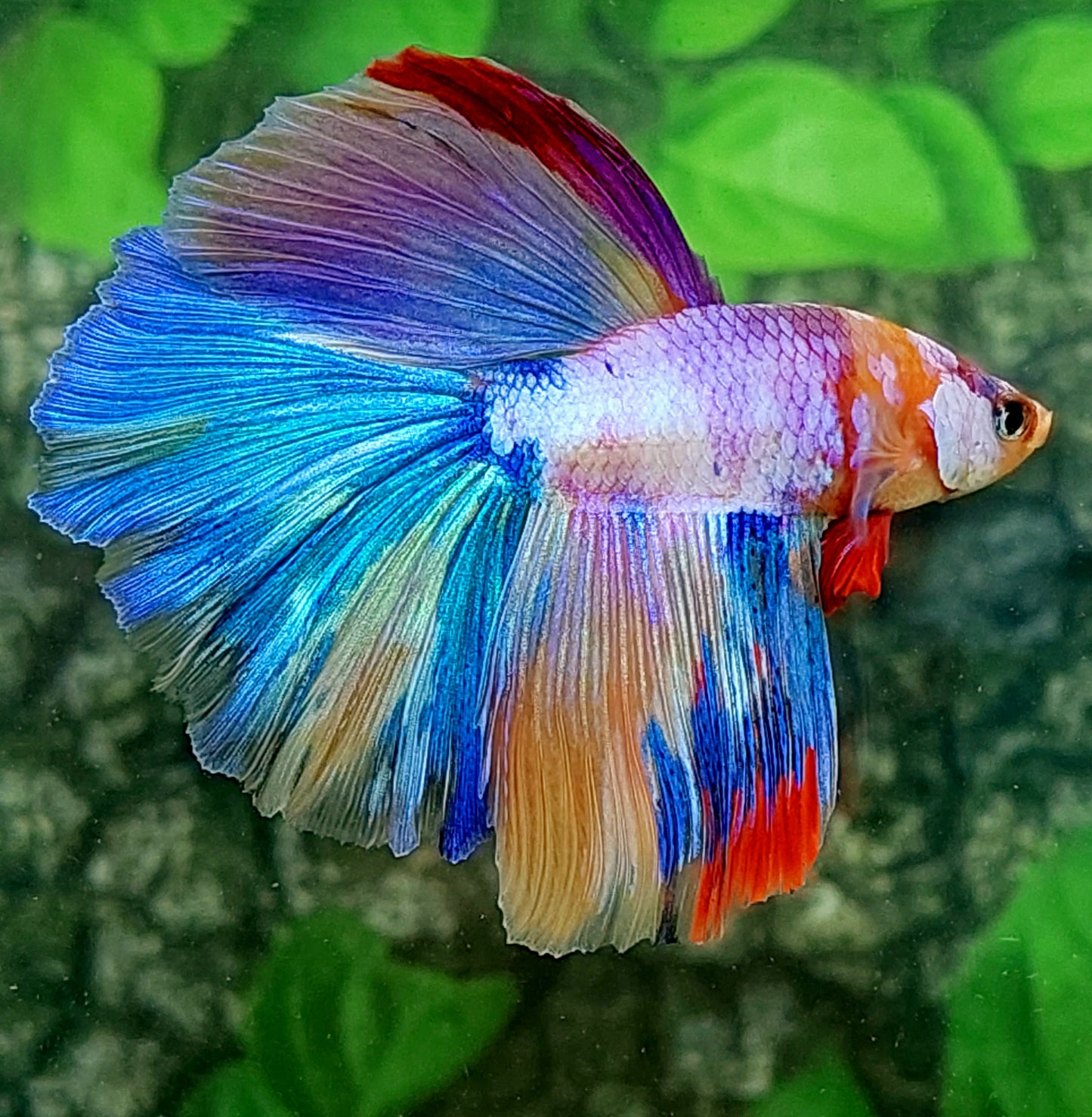 Multicolor Candy Halfmoon Male