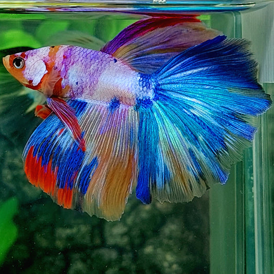 Multicolor Candy Halfmoon Male