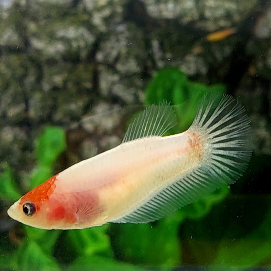 Tancho Koi HMPK Female For Sorority Tank/Breed