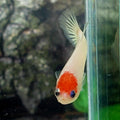 Tancho Koi HMPK Female For Sorority Tank/Breed