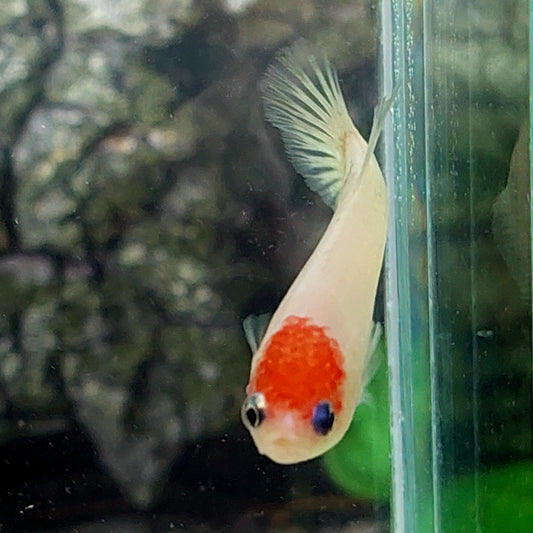 Tancho Koi HMPK Female For Sorority Tank/Breed