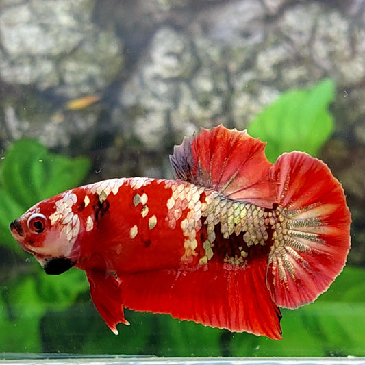 Red Koi Copper Purple Gold Galaxy HMPK Male