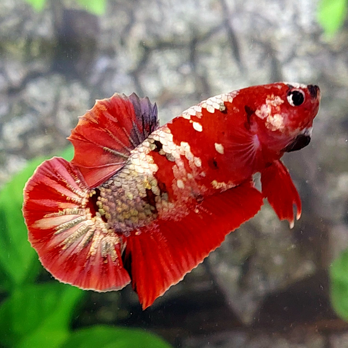 Red Koi Copper Purple Gold Galaxy HMPK Male