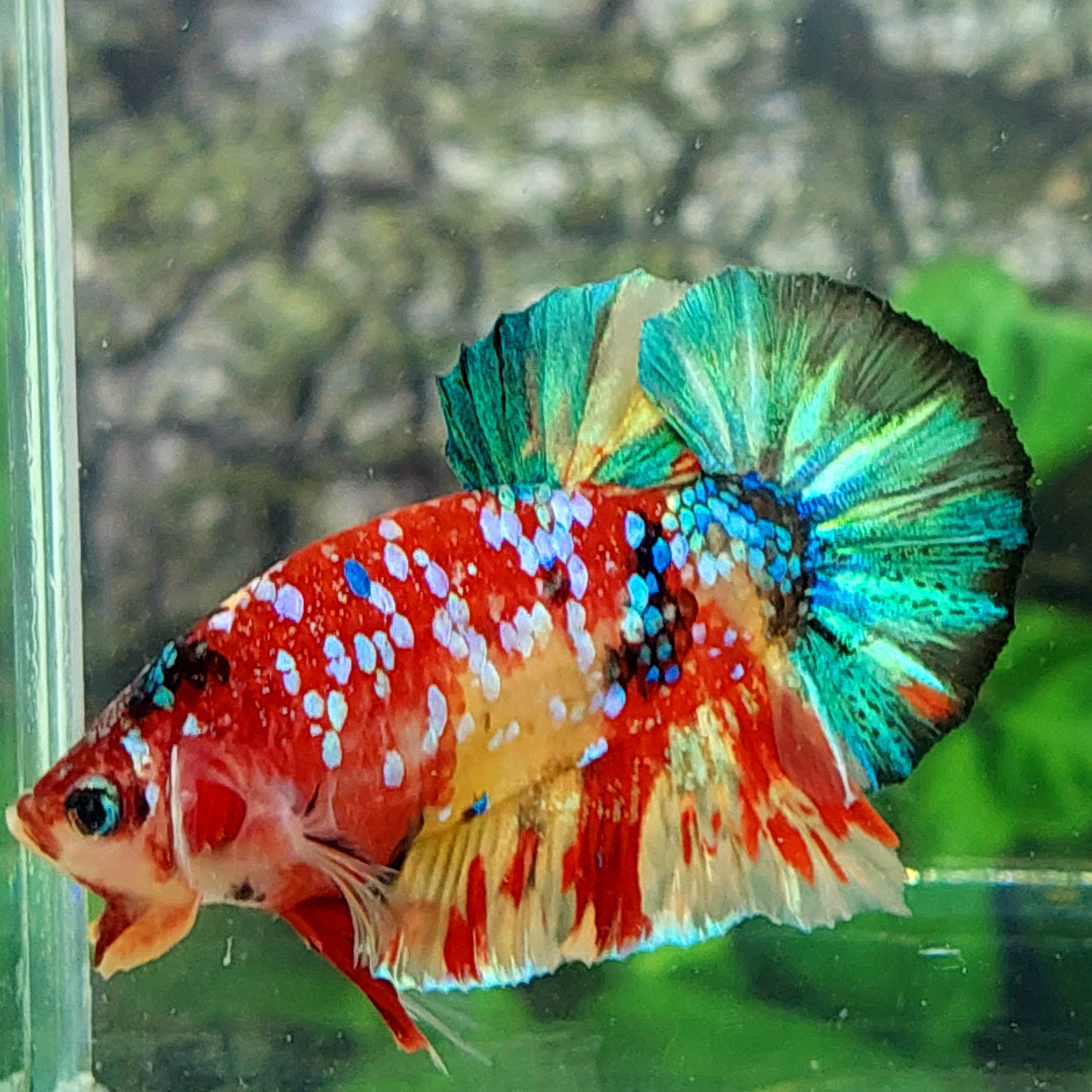 Multicolor Galaxy HMPK Male