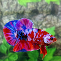 Multicolor Red Pink Purple Galaxy HMPK Male