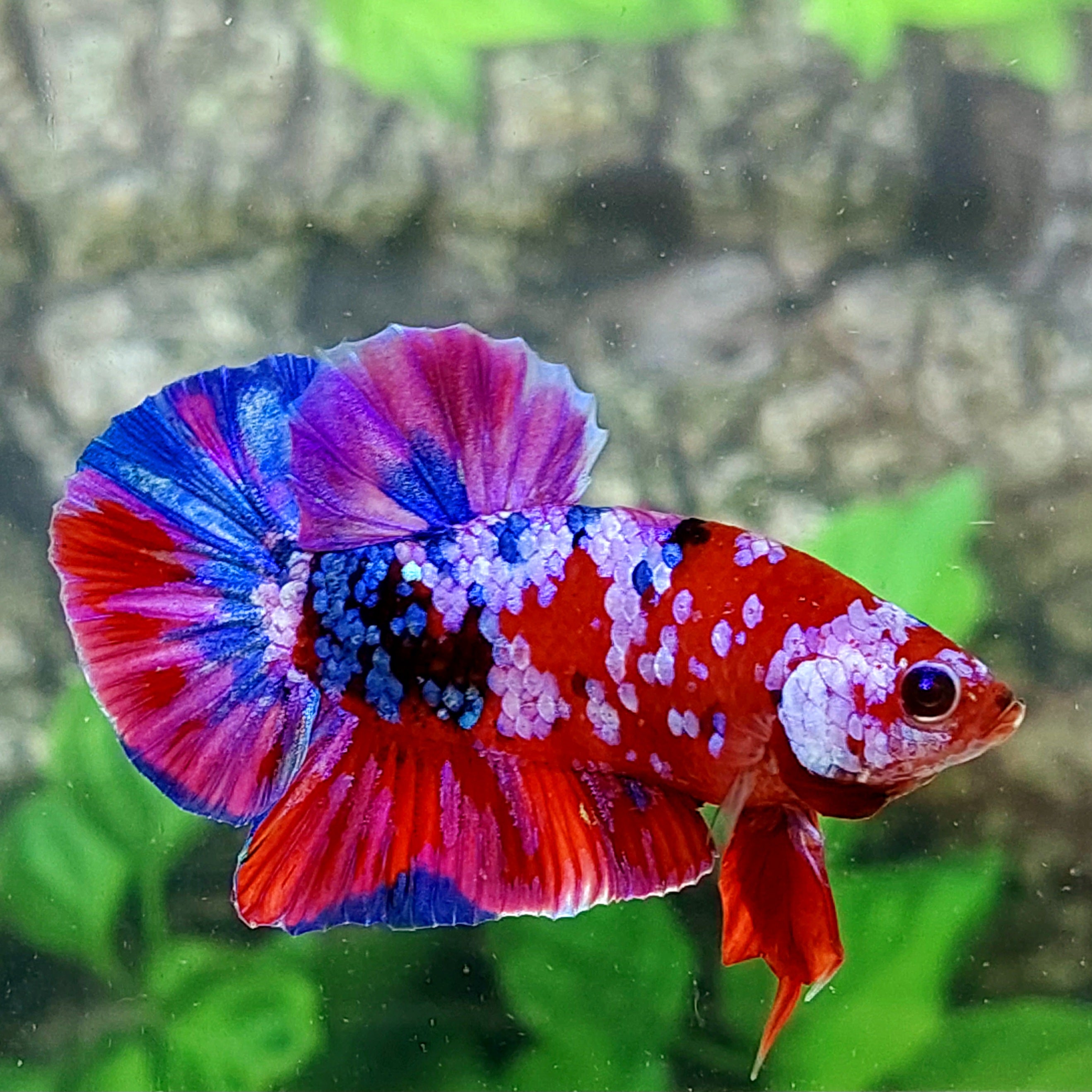 Multicolor Red Pink Purple Galaxy HMPK Male