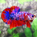 Multicolor Red Pink Purple Galaxy HMPK Male