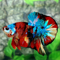 Multicolor Galaxy HMPK Male