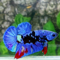 Purple Black Star Galaxy HMPK Male