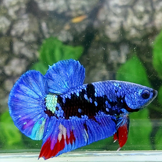 Purple Black Star Galaxy HMPK Male