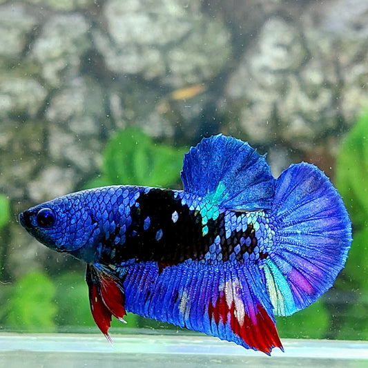 Purple Black Star Galaxy HMPK Male