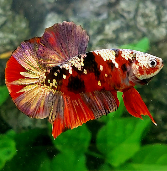 Red Koi Copper Purple Gold Galaxy HMPK Male