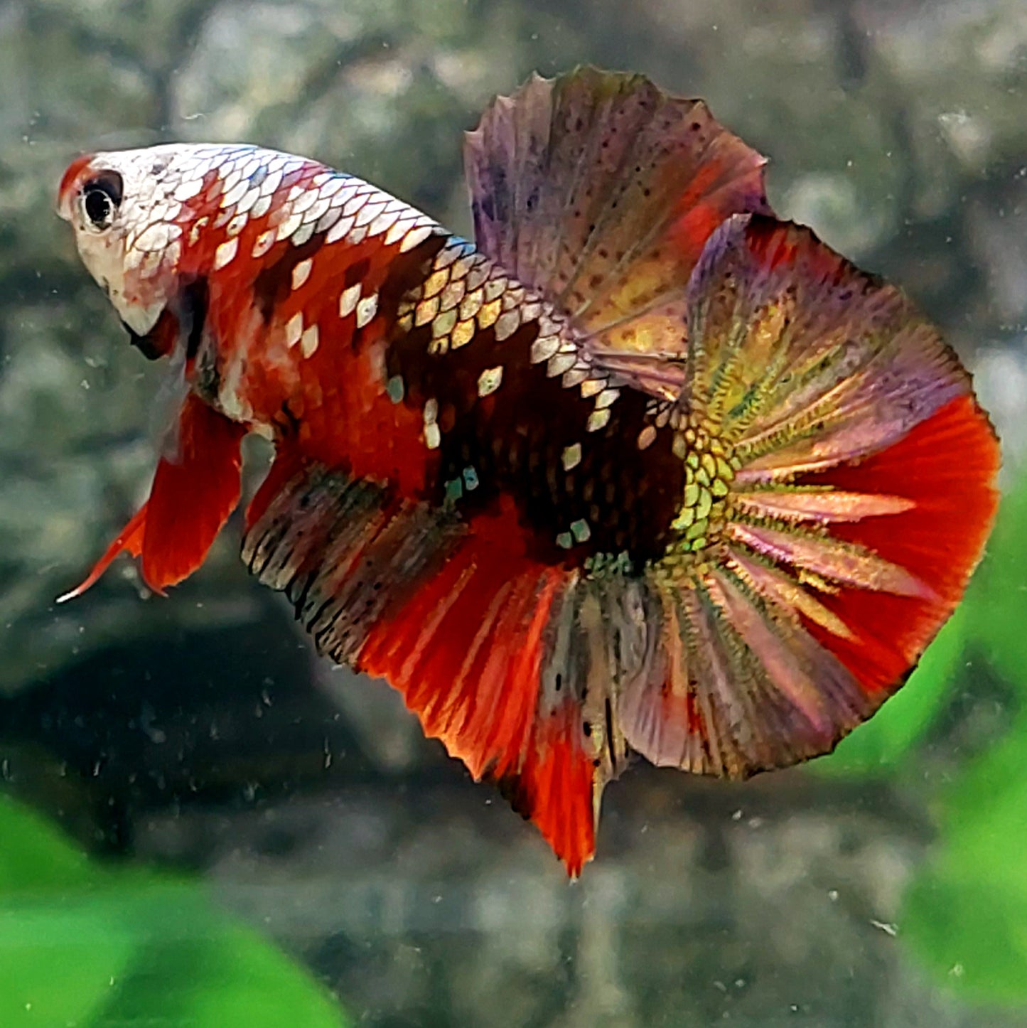 Red Koi Copper Purple Gold Galaxy HMPK Male