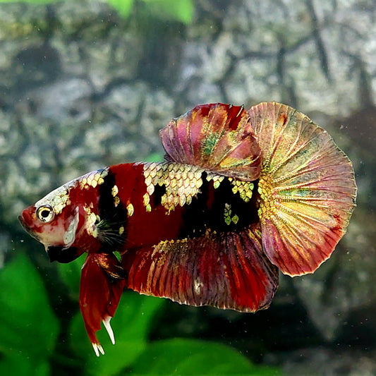 Red Koi Copper Purple Gold Galaxy HMPK Male