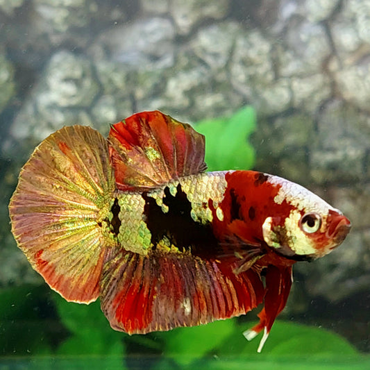 Red Koi Copper Purple Gold Galaxy HMPK Male