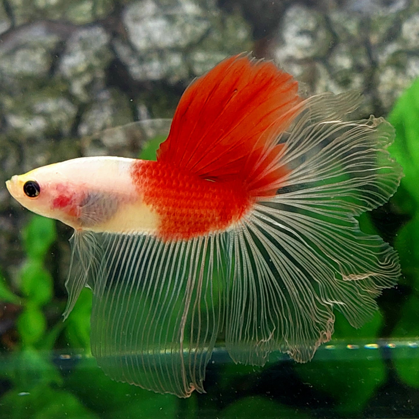 Rosetail Tancho Koi Halfmoon Male