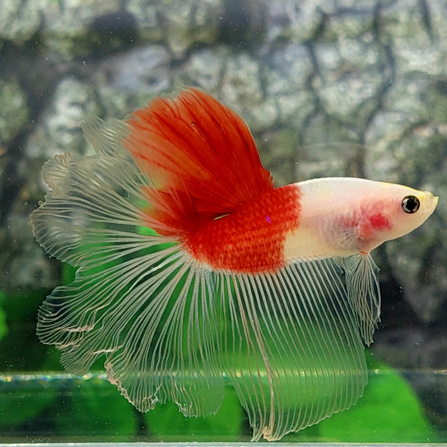 Rosetail Tancho Koi Halfmoon Male