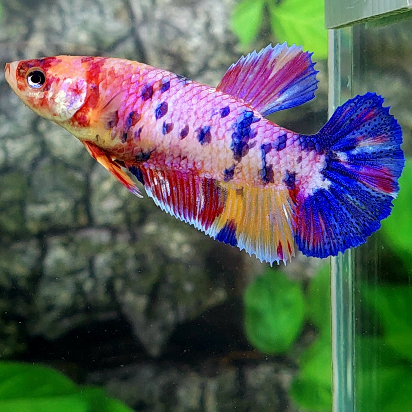 Multicolor Pink Candy HMPK GIANT Female For Sorority Tank/Breed