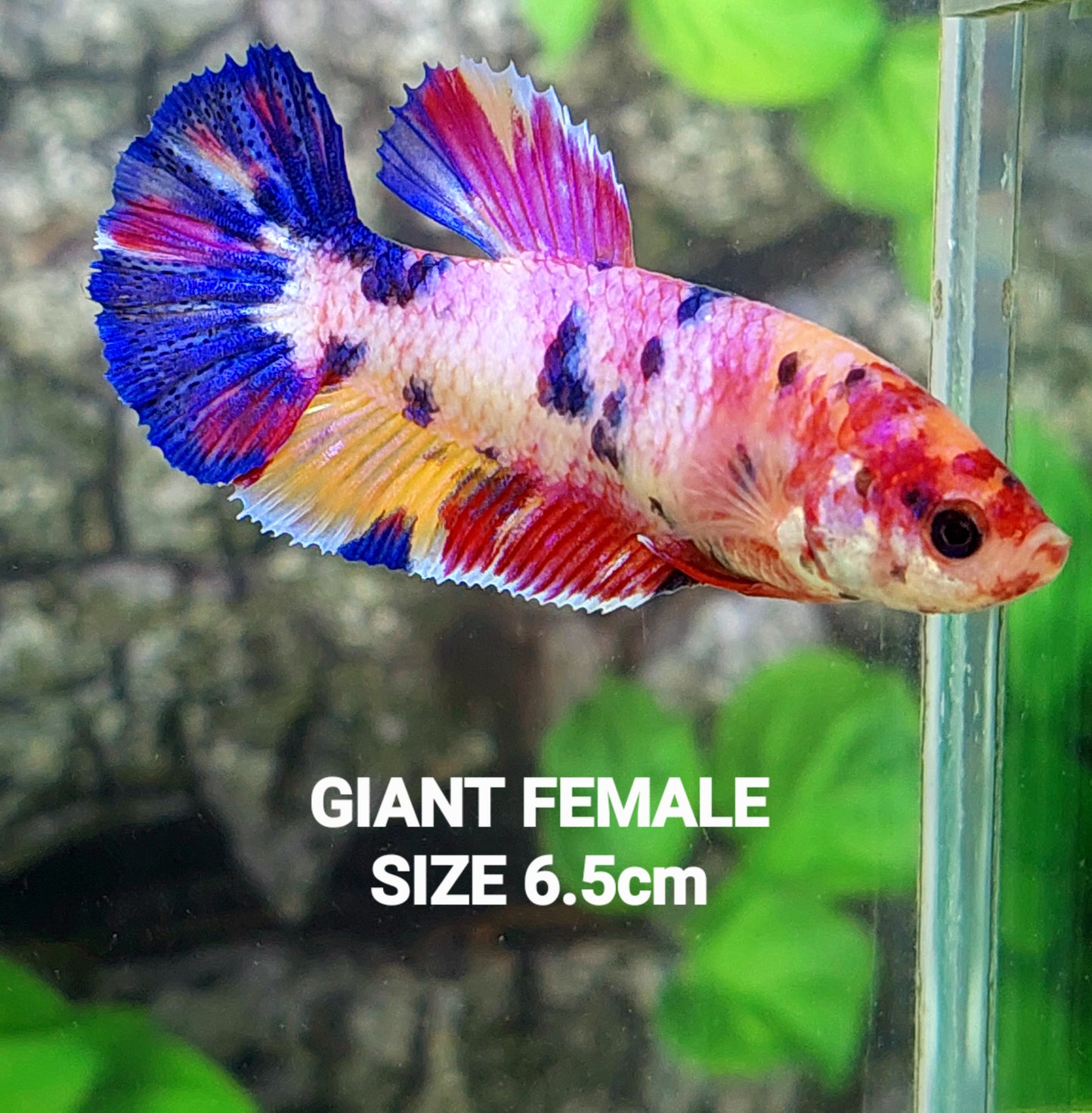 Multicolor Pink Candy HMPK GIANT Female For Sorority Tank/Breed