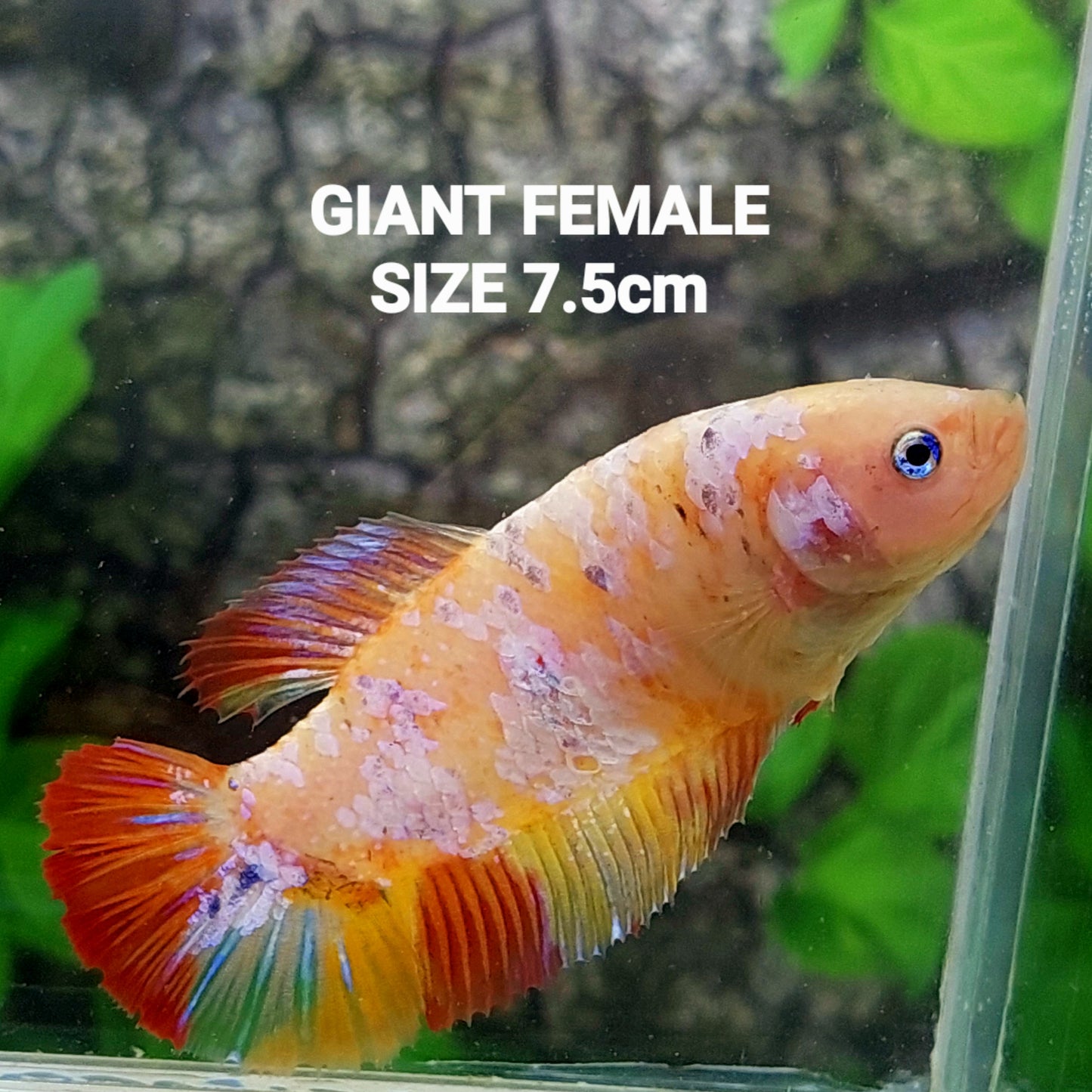 Multicolor Pink Galaxy HMPK GIANT Female For Sorority Tank/Breed