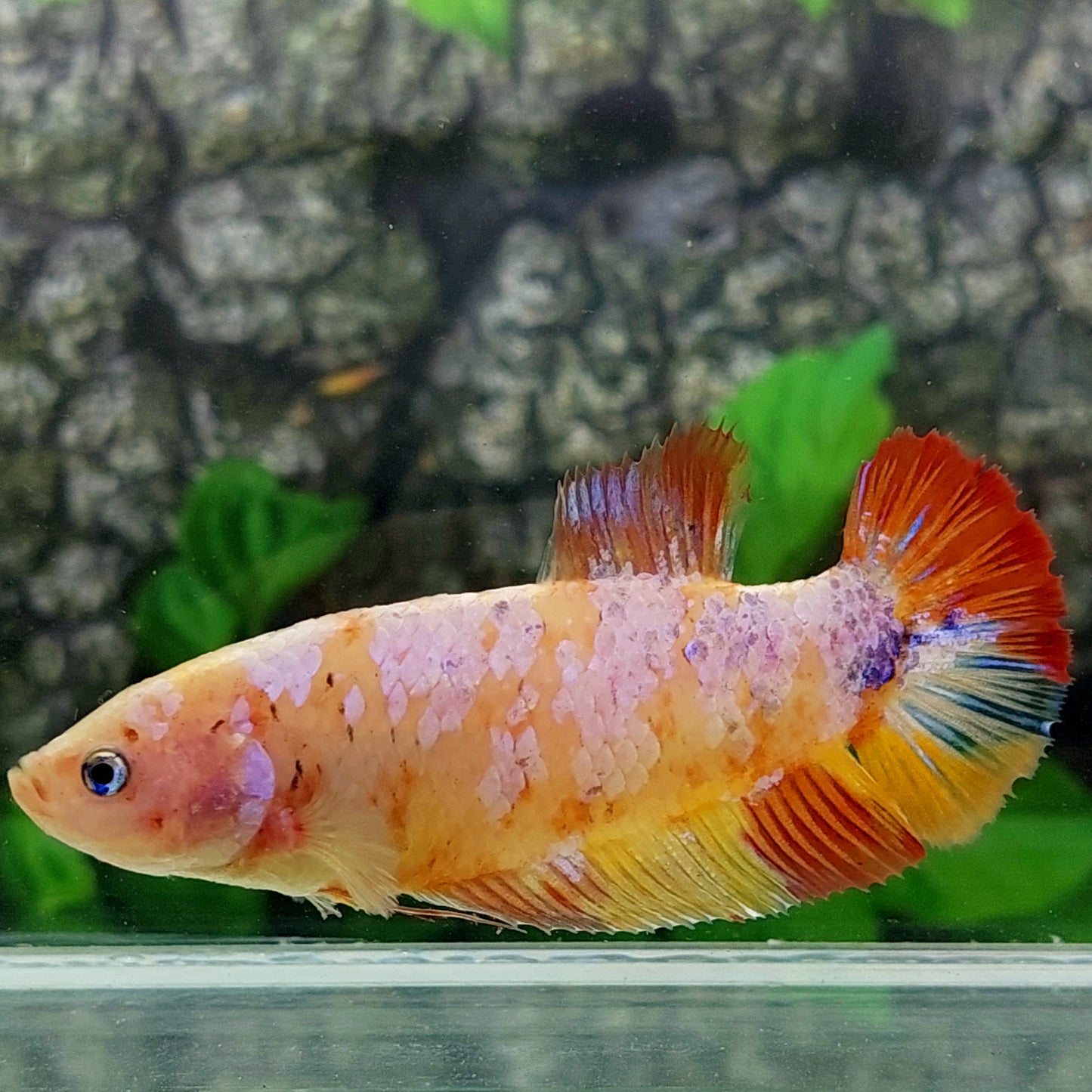 Multicolor Pink Galaxy HMPK GIANT Female For Sorority Tank/Breed