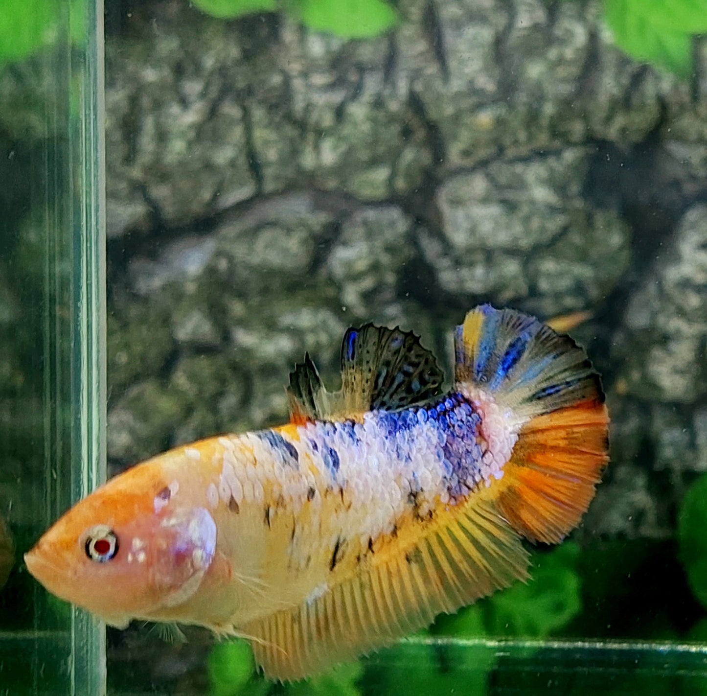 Multicolor Pink Candy HMPK GIANT Female For Sorority Tank/Breed