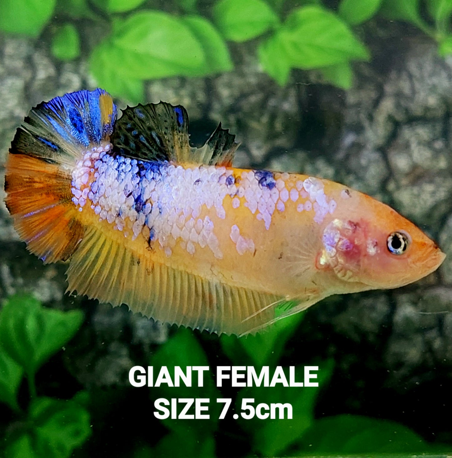 Multicolor Pink Candy HMPK GIANT Female For Sorority Tank/Breed