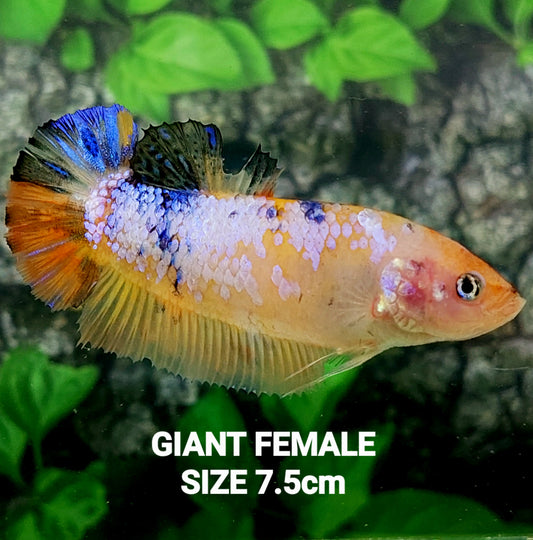 Fancy Pink Samurai HMPK GIGANTE hembra para hermandad de mujeres tanque/raza